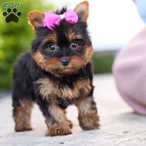 Lola, Yorkie Puppy